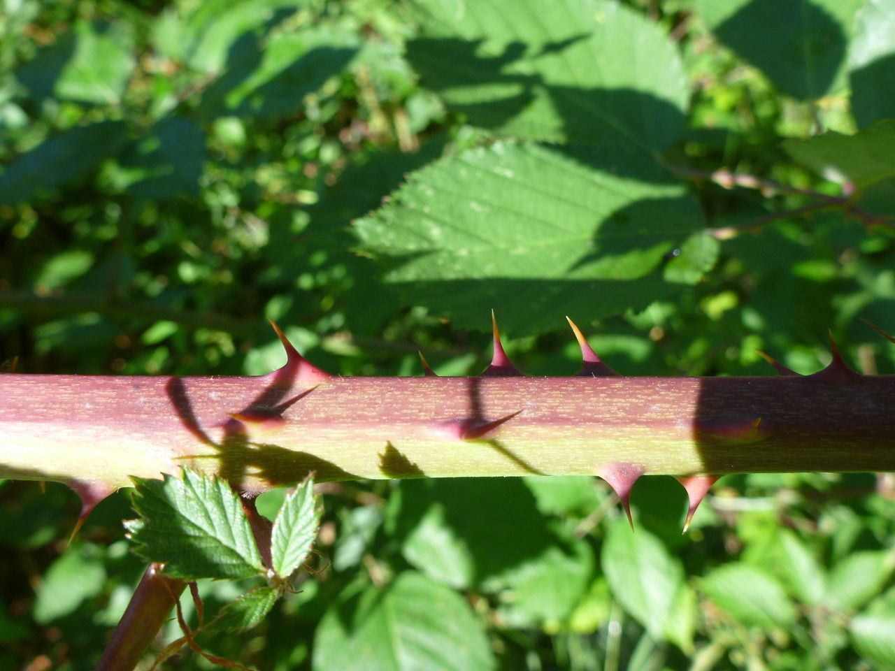 Rubus godronii bark