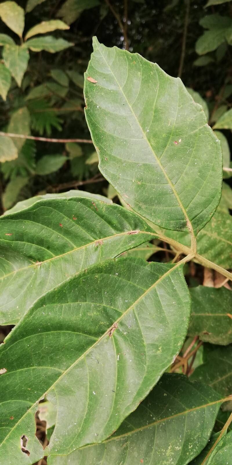 Allophylus longicuneatus leaf