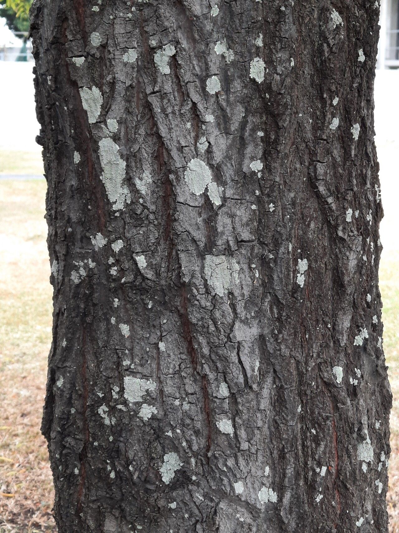 Santalum yasi bark