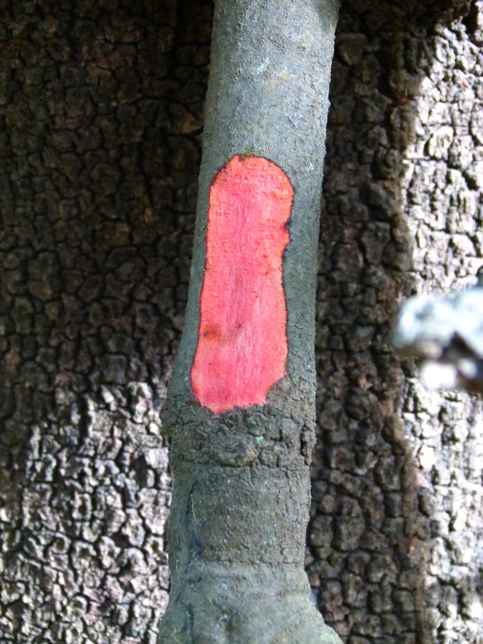 Uapaca togoensis flower