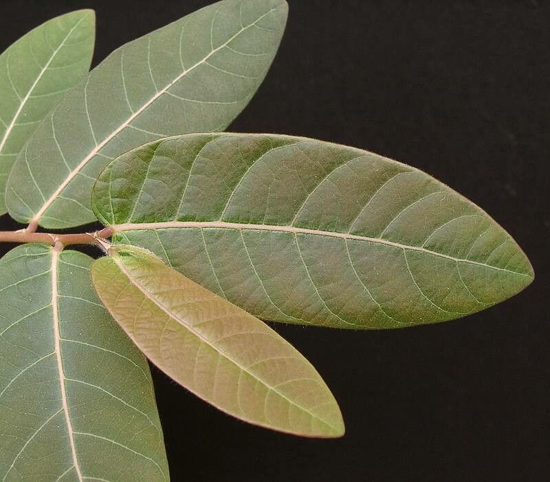 Phyllanthus mirabilis leaf