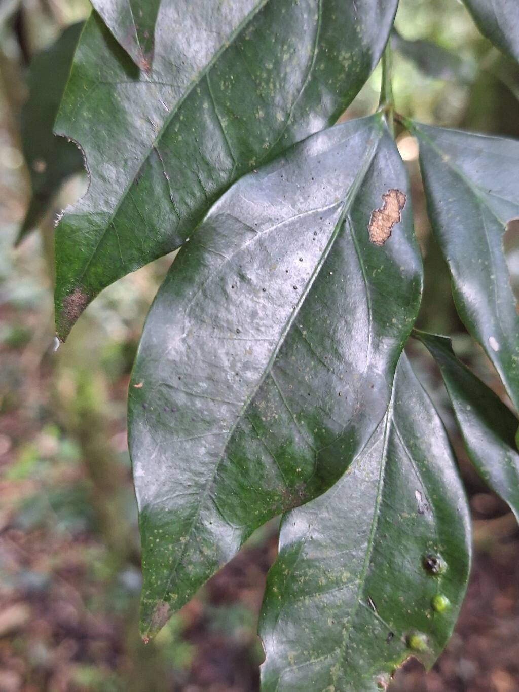 Strychnos mitis leaf