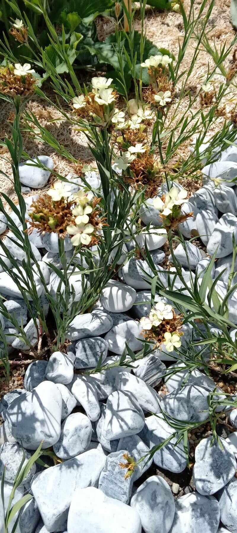 Dianthus knappii habit