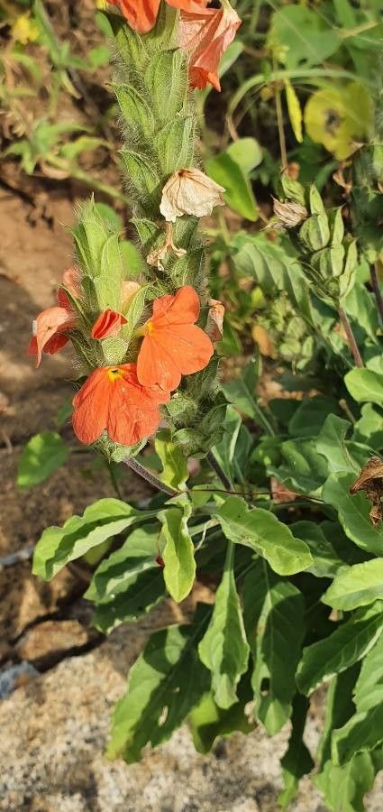 Crossandra mucronata flower