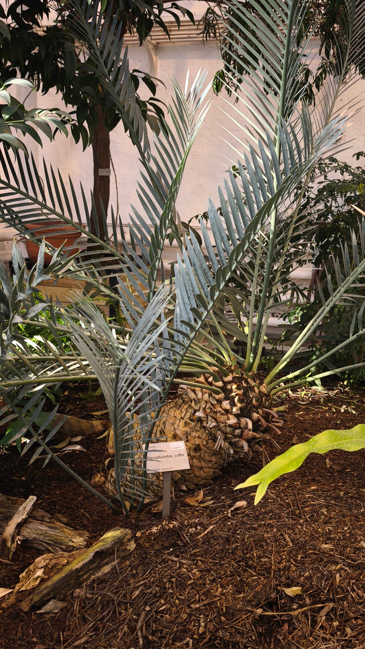 Encephalartos caffer — houseplant care guide