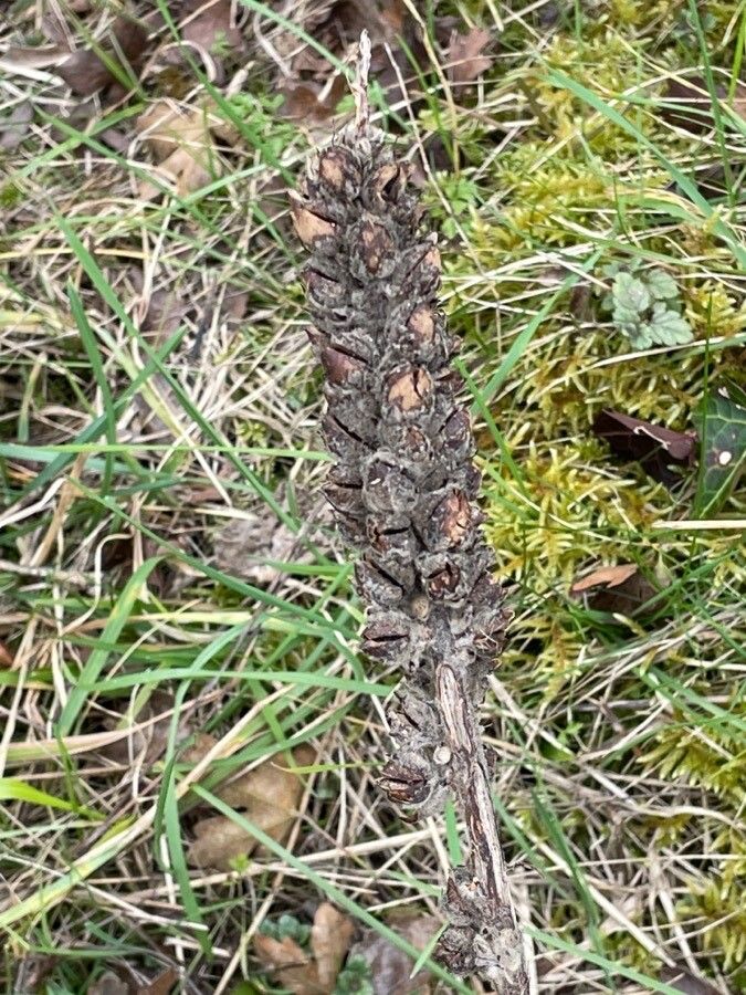 Orobanche rapum-genistae fruit