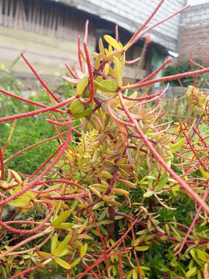 Peperomia inaequalifolia flower