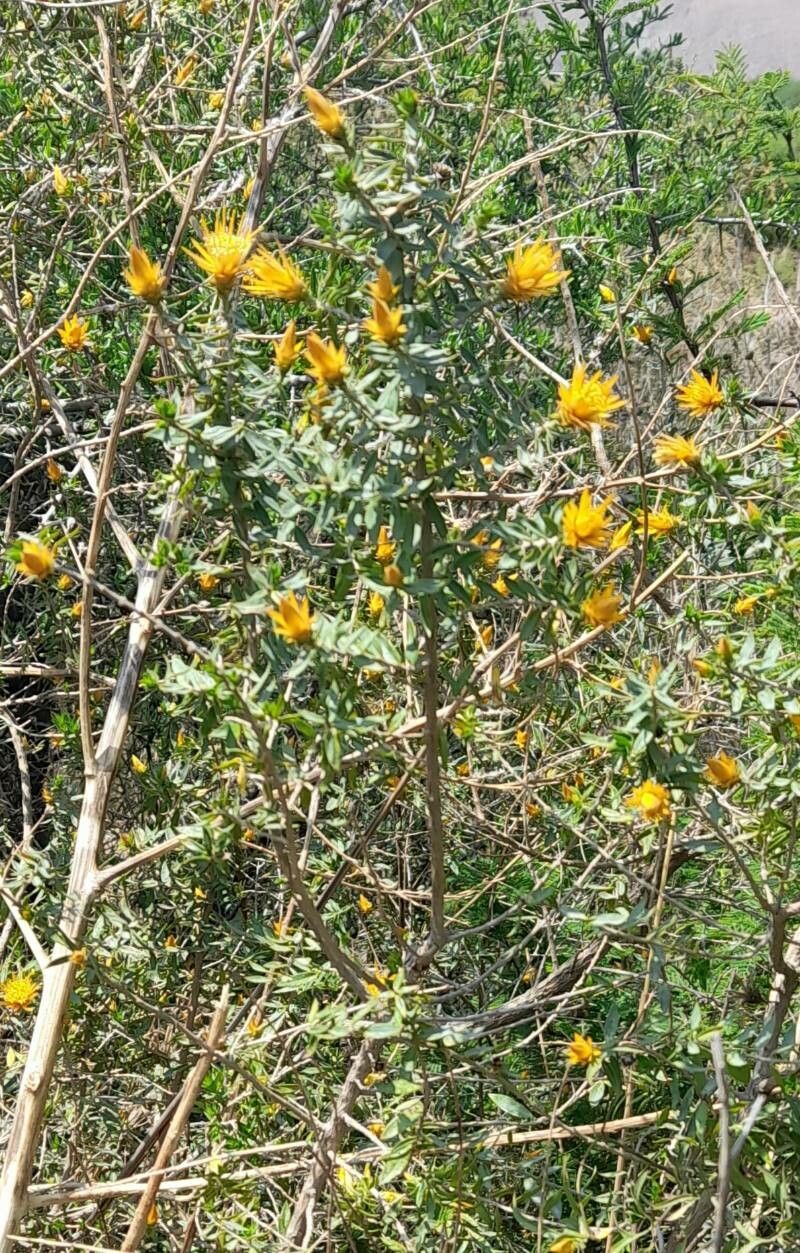 Chuquiraga parviflora habit