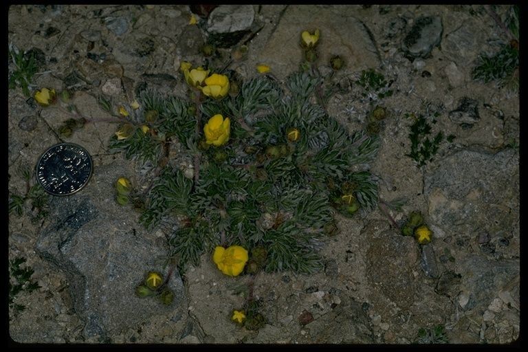 Potentilla morefieldii habit