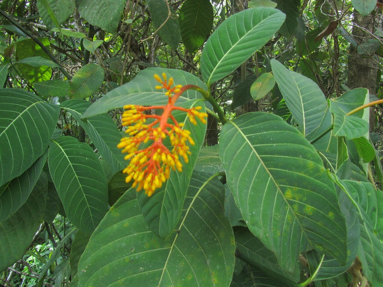 Palicourea guianensis — houseplant care guide