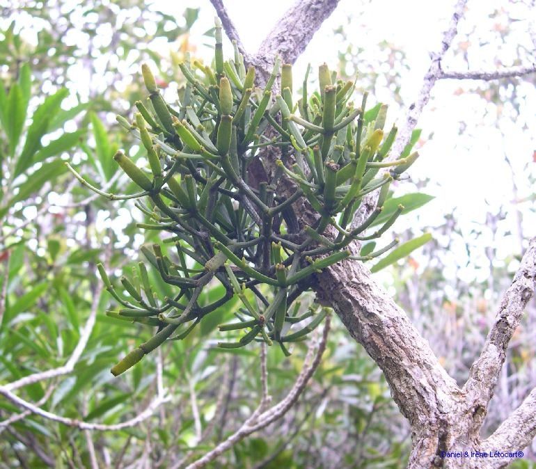 Korthalsella disticha habit
