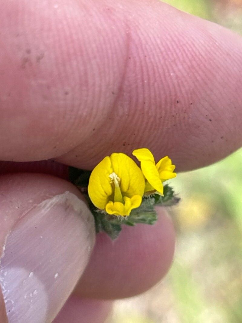 Lotus longisiliquosus — search result for 'Lotus'