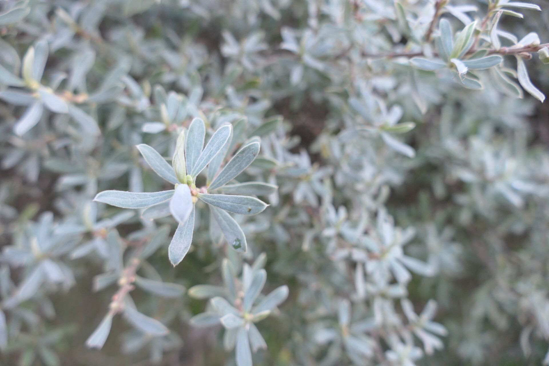 Diospyros pubescens — houseplant care guide