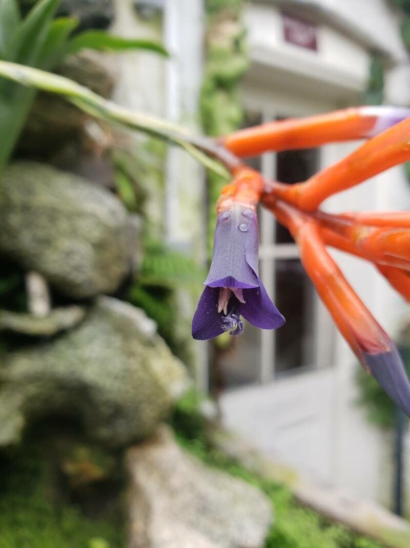 Quesnelia liboniana flower