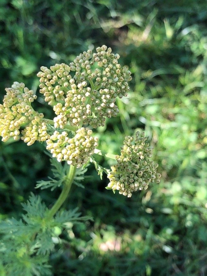 Achillea ligustica fruit