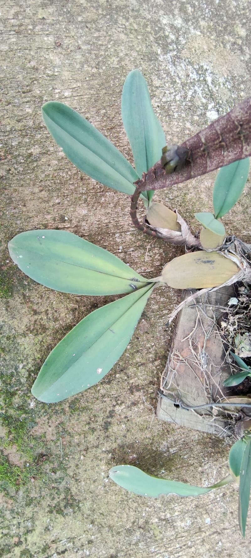 Bulbophyllum purpureorhachis — houseplant care guide