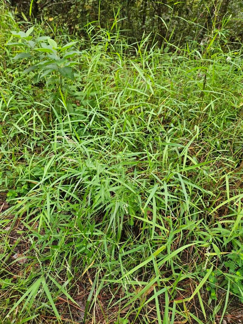 Polygonum tenerum habit