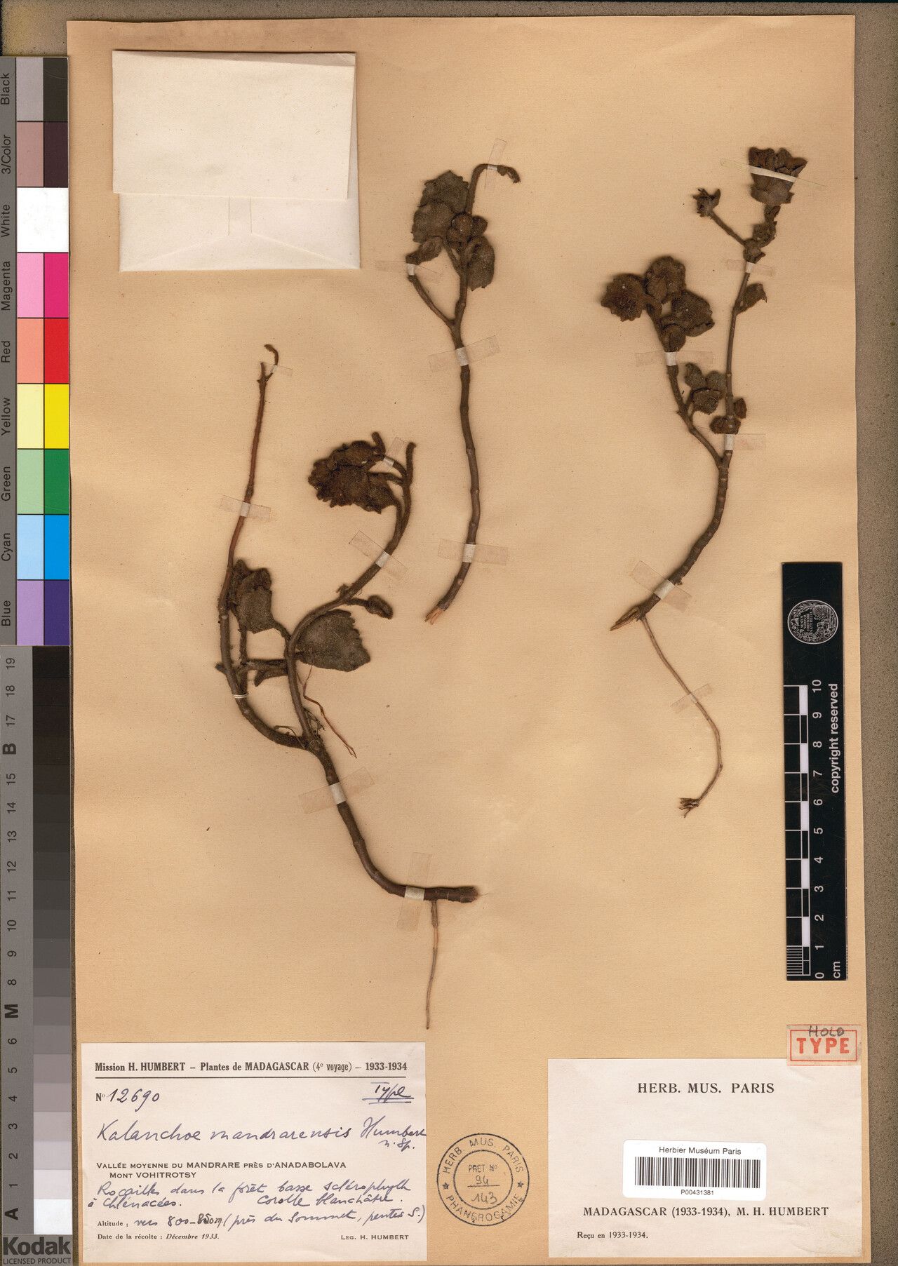 Kalanchoe mandrarensis — houseplant care guide