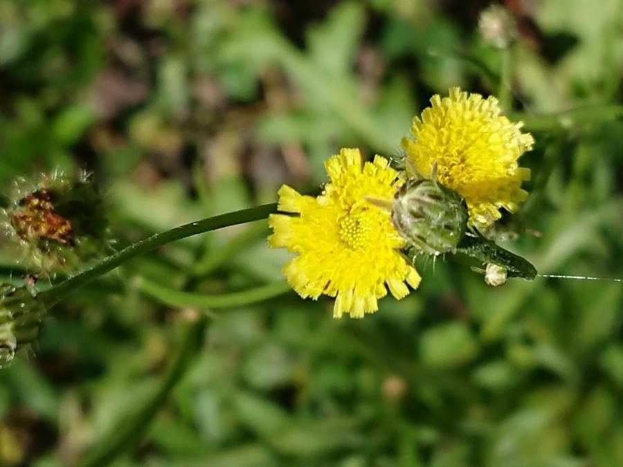 Hypochaeris chillensis flower