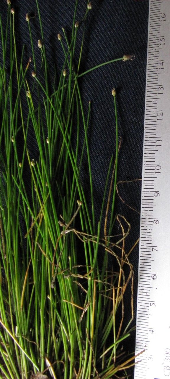 Eleocharis flavescens other
