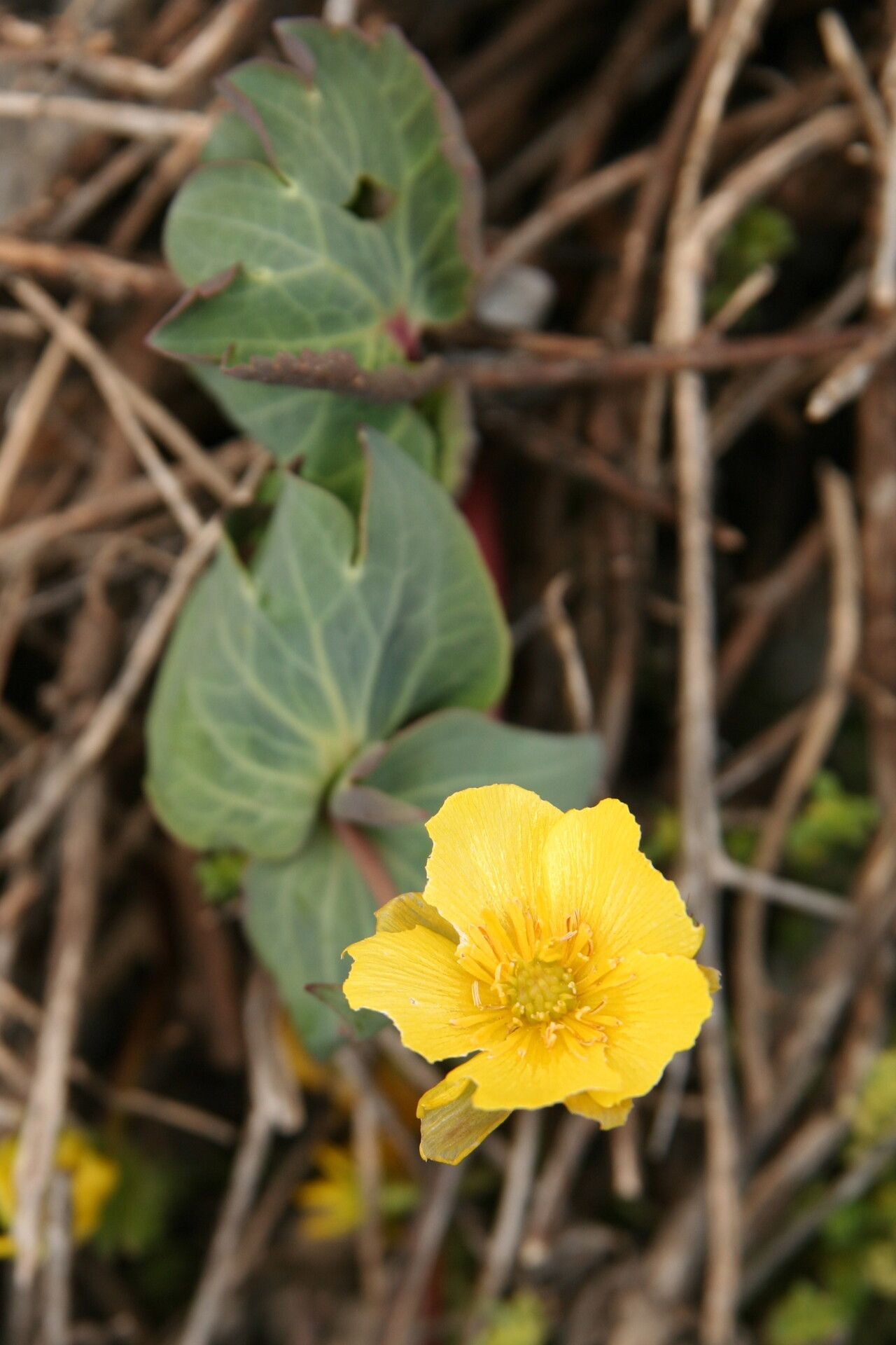 Ranunculus brevifolius — houseplant care guide