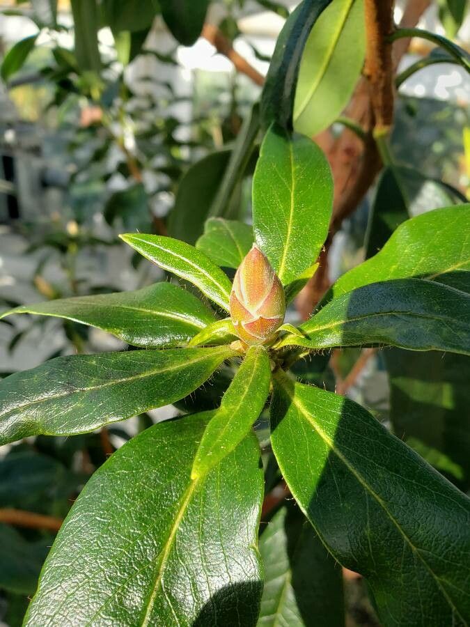Rhododendron poilanei flower