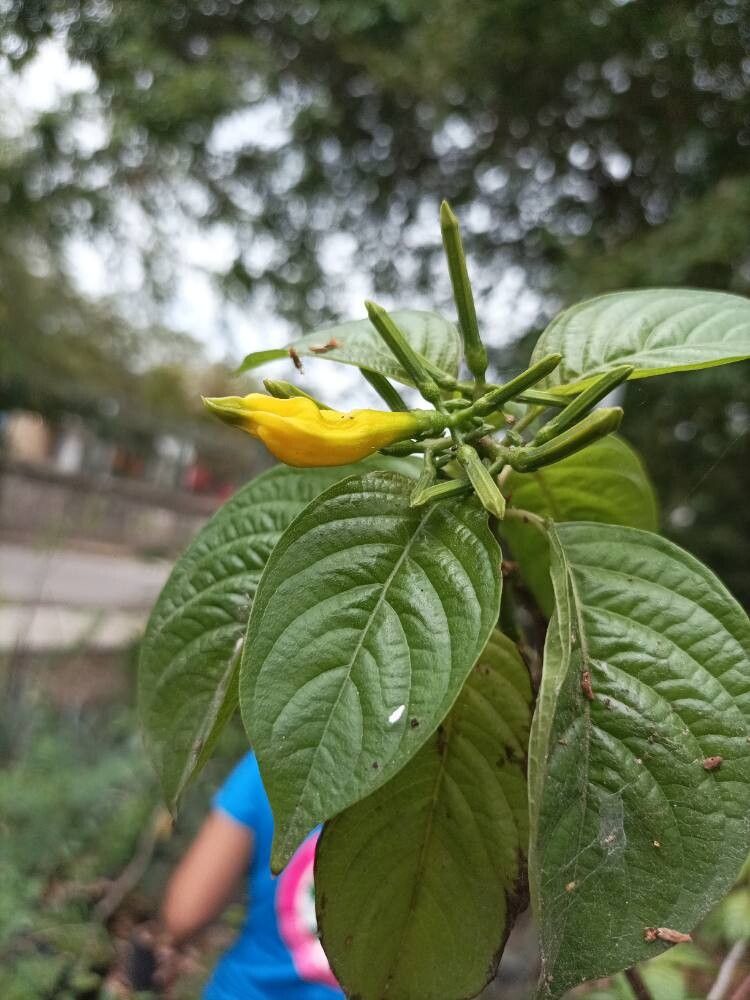 Hamelia xorullensis flower