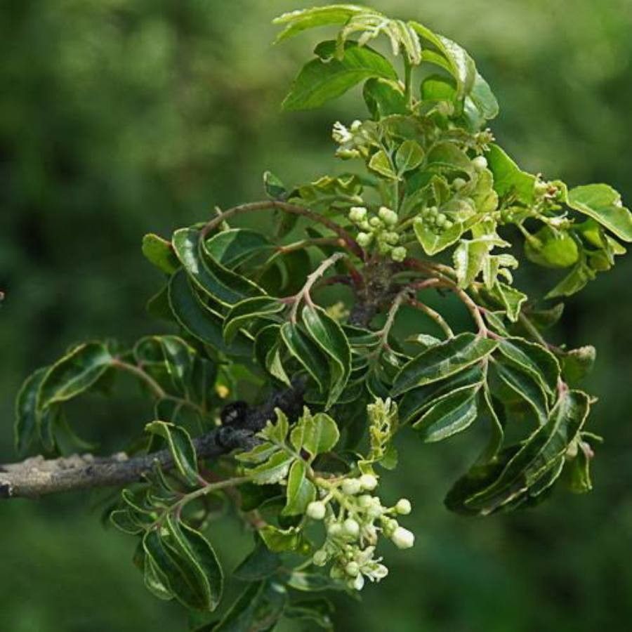 Clausena anisata leaf