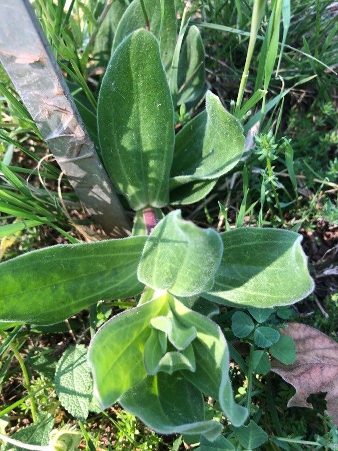 Gypsophila tomentosa leaf