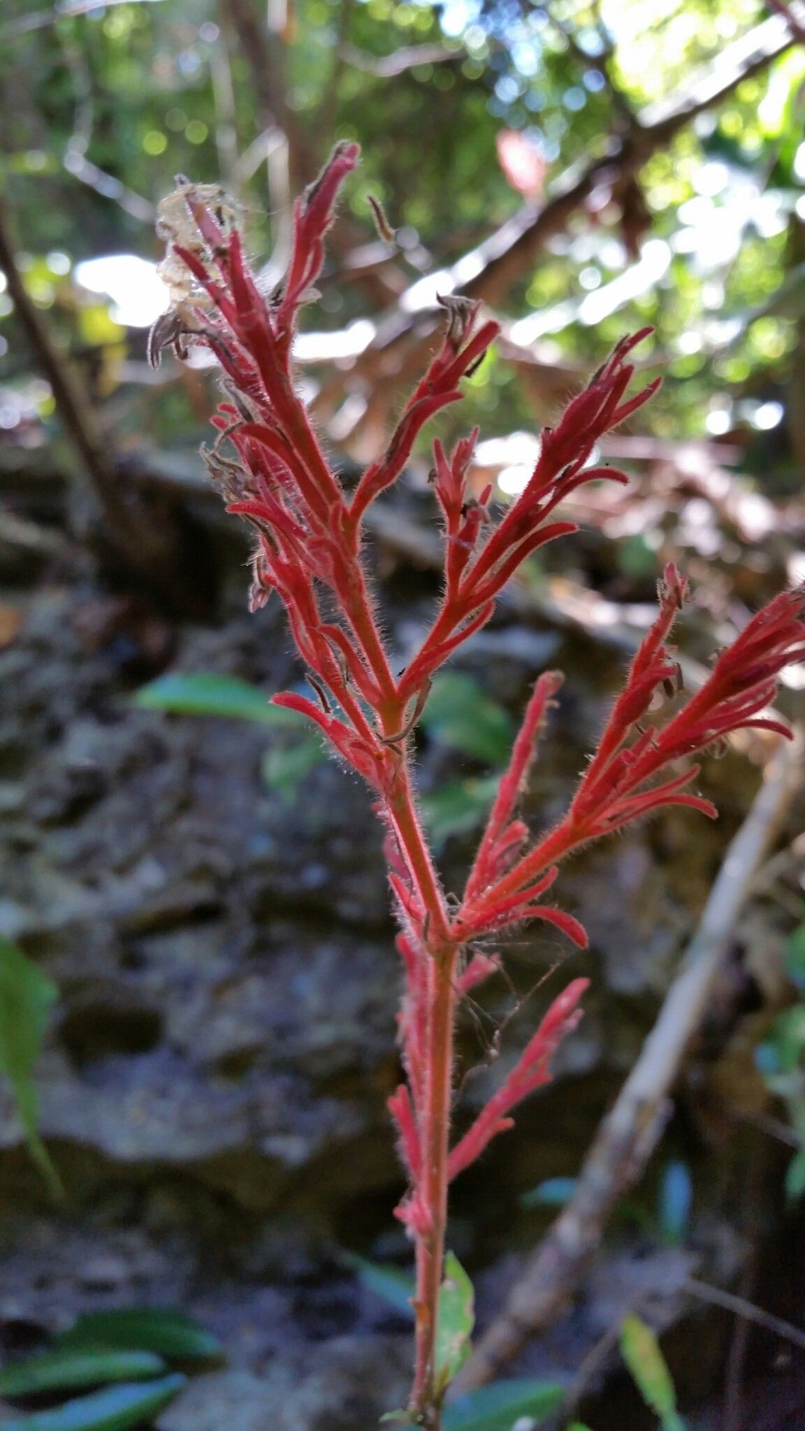 Hypoestes taeniata flower