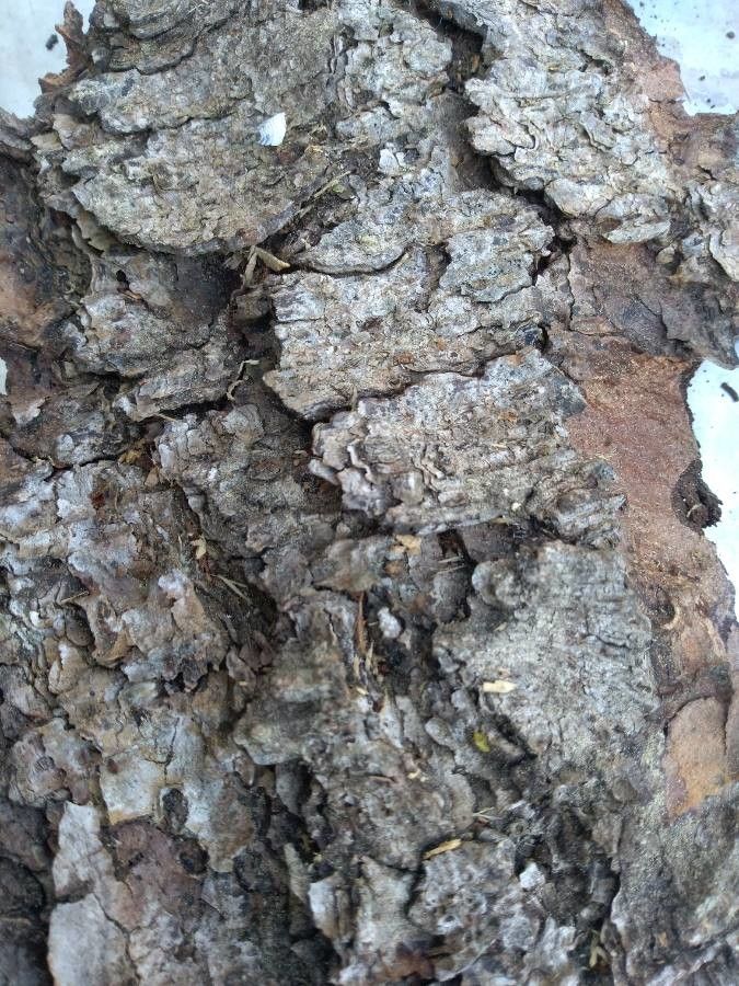 Senegalia erubescens — search result for 'Kenya'