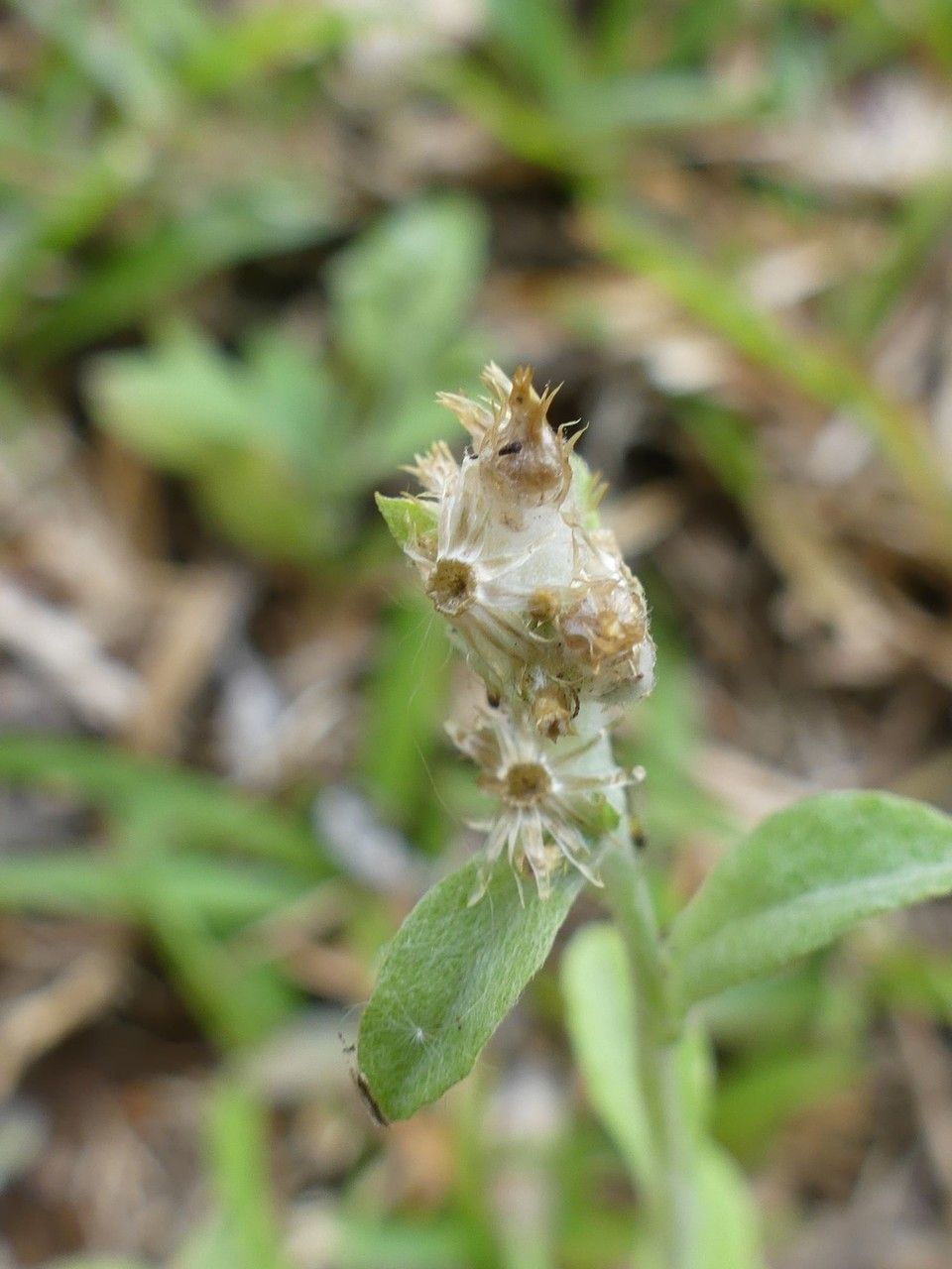 Gnaphalium purpureum fruit