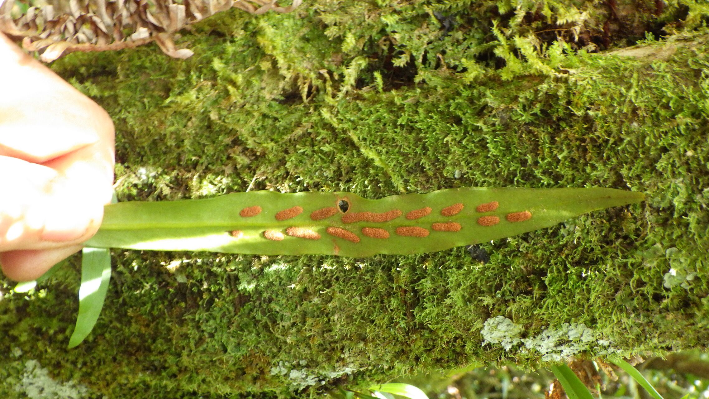 Loxogramme lanceolata leaf