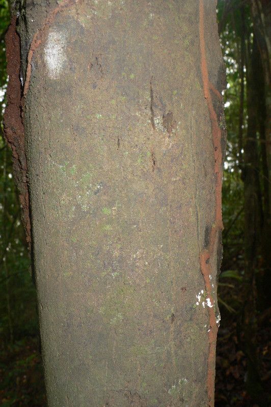 Guatteria ouregou bark