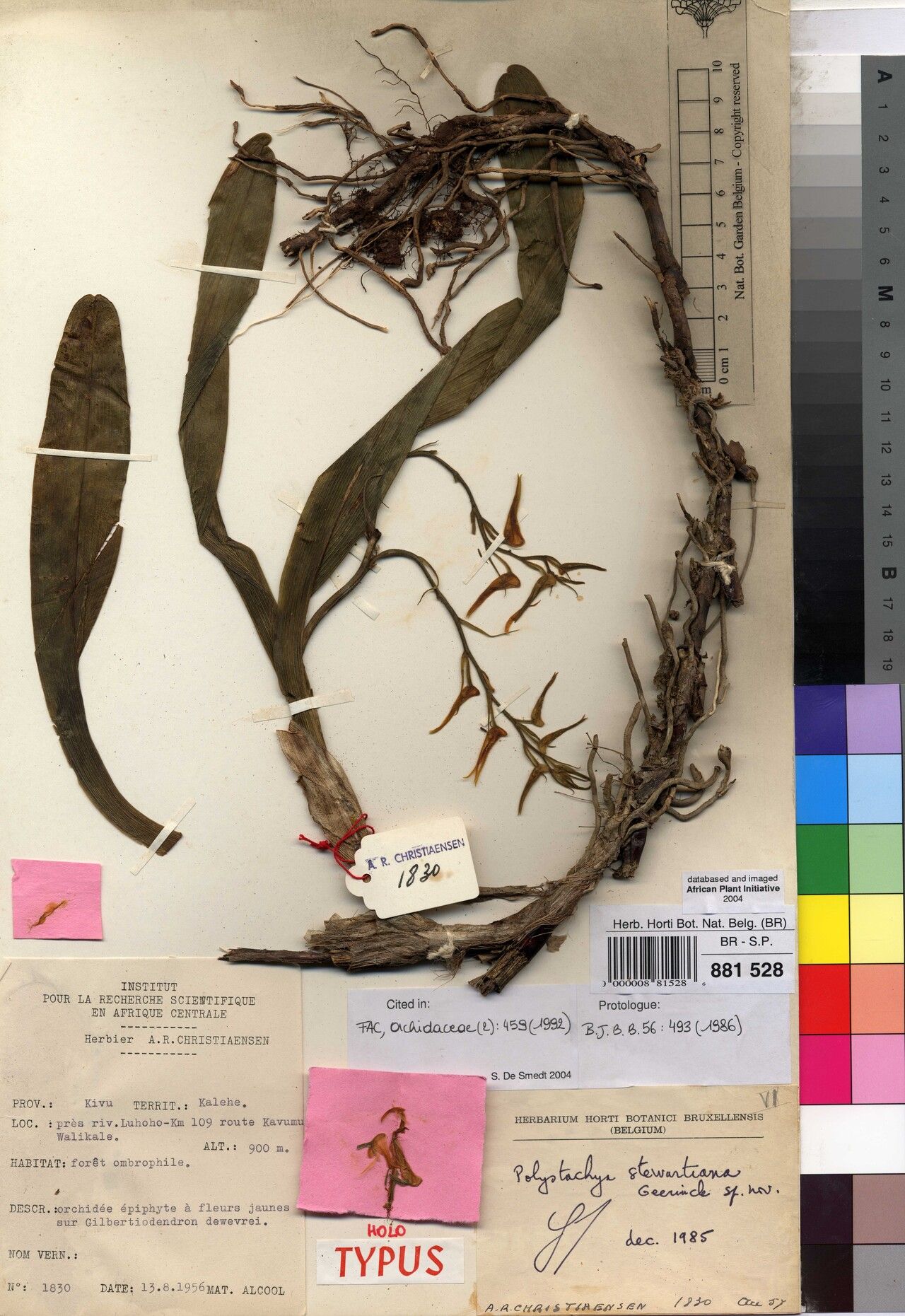 Polystachya stewartiana — houseplant care guide