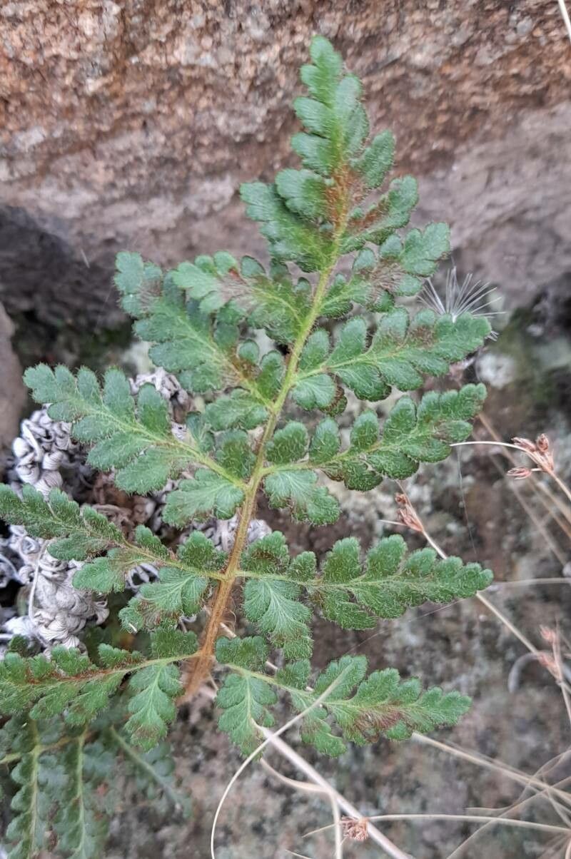 Anemia australis — related species from the same genus