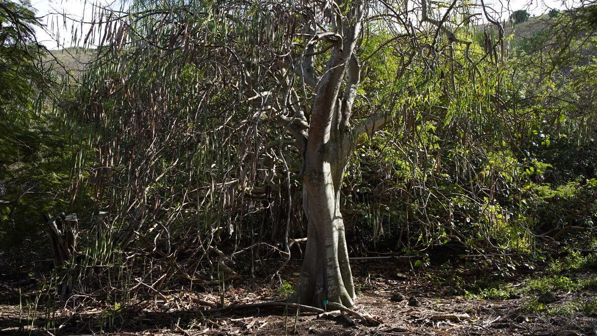 Moringa stenopetala habit