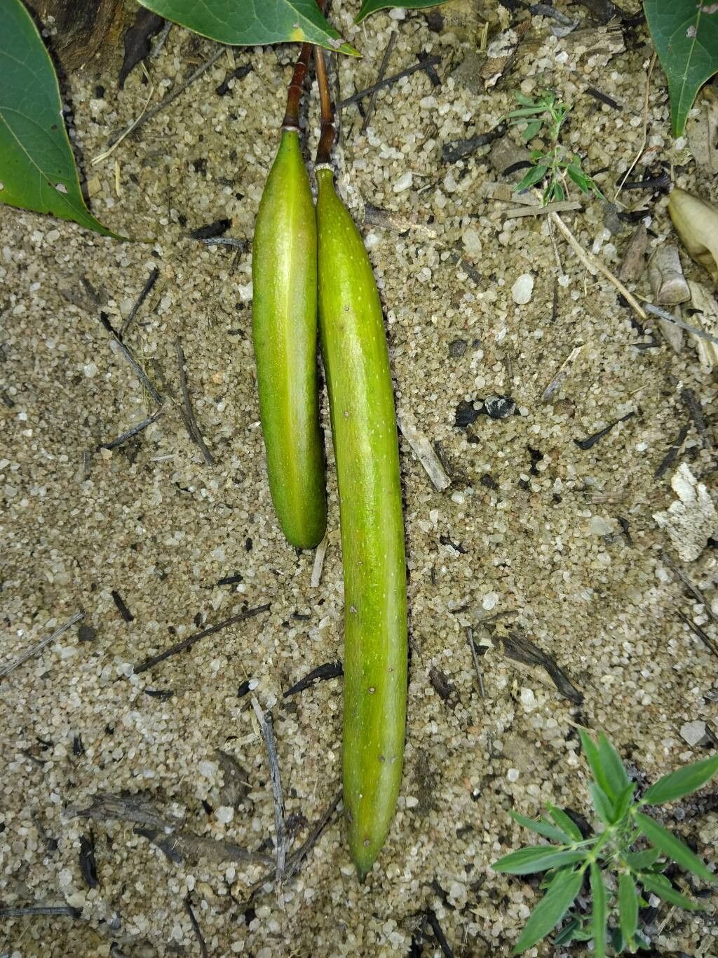 Stereospermum euphorioides fruit