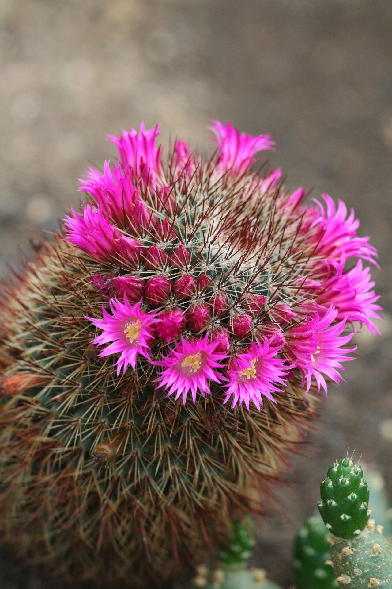 Mammillaria duoformis flower