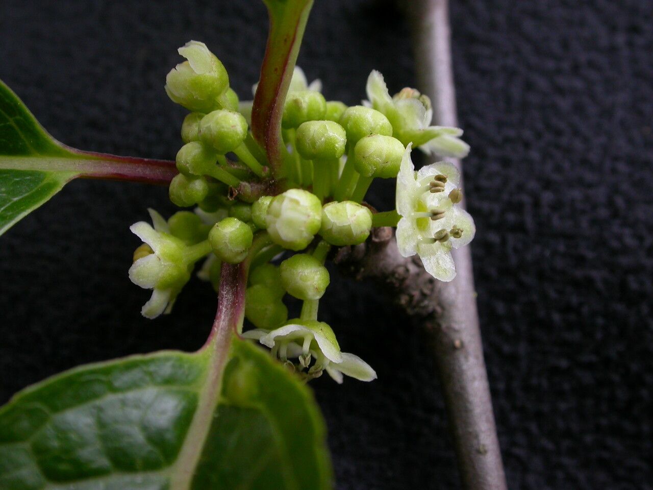 Ilex fragilis — search result for 'Ilex'