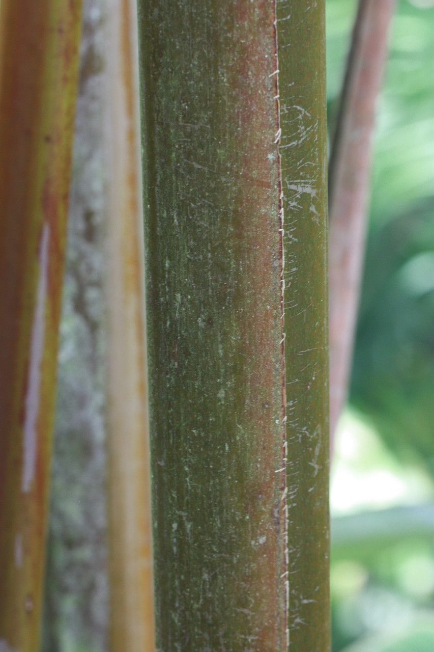Heliconia longa bark