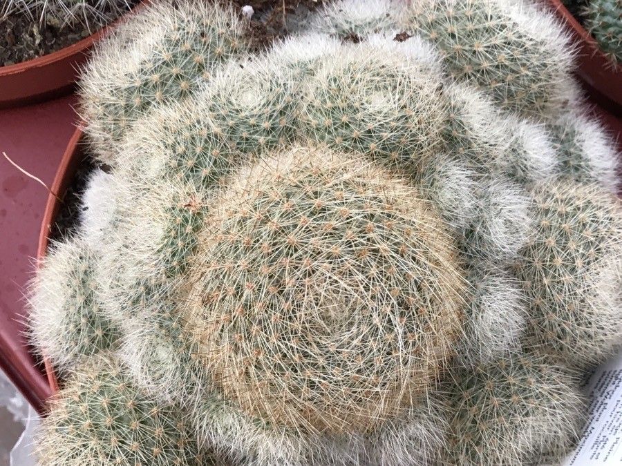 Rebutia muscula — houseplant care guide
