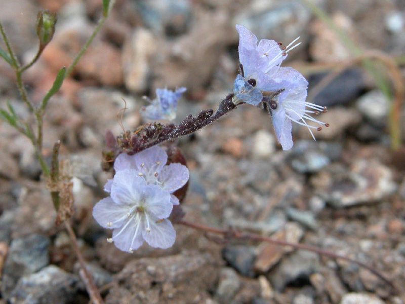 Phacelia pringlei — houseplant care guide