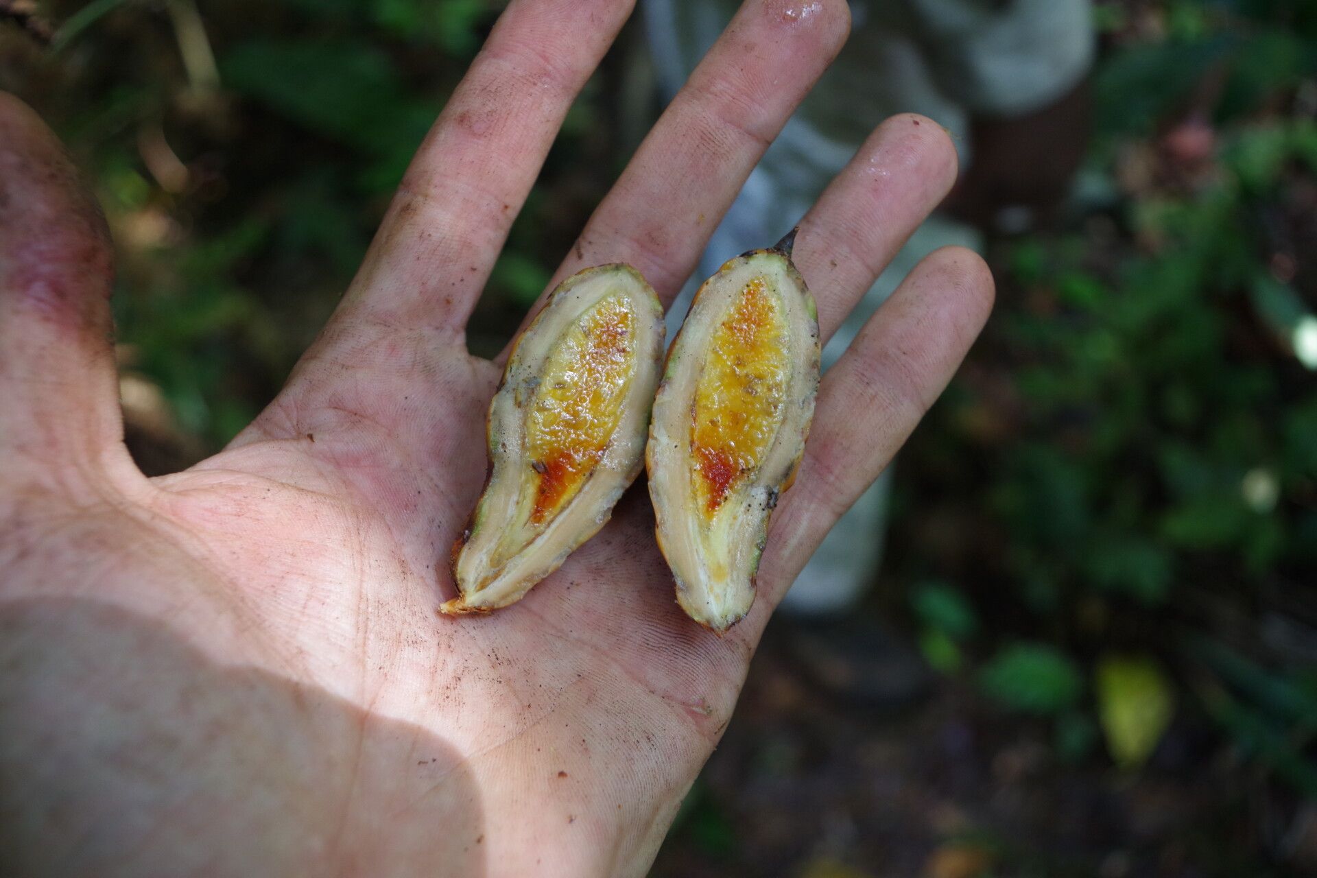 Raphia regalis fruit