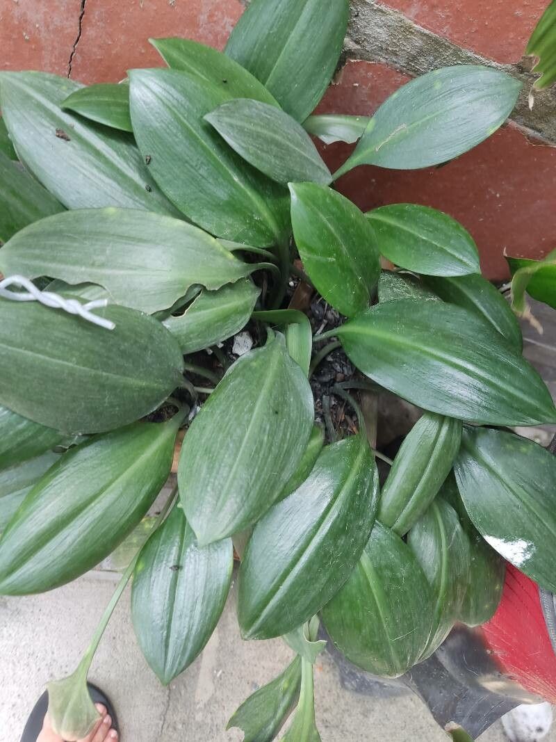 Urceolina hartwegiana — related species from the same genus