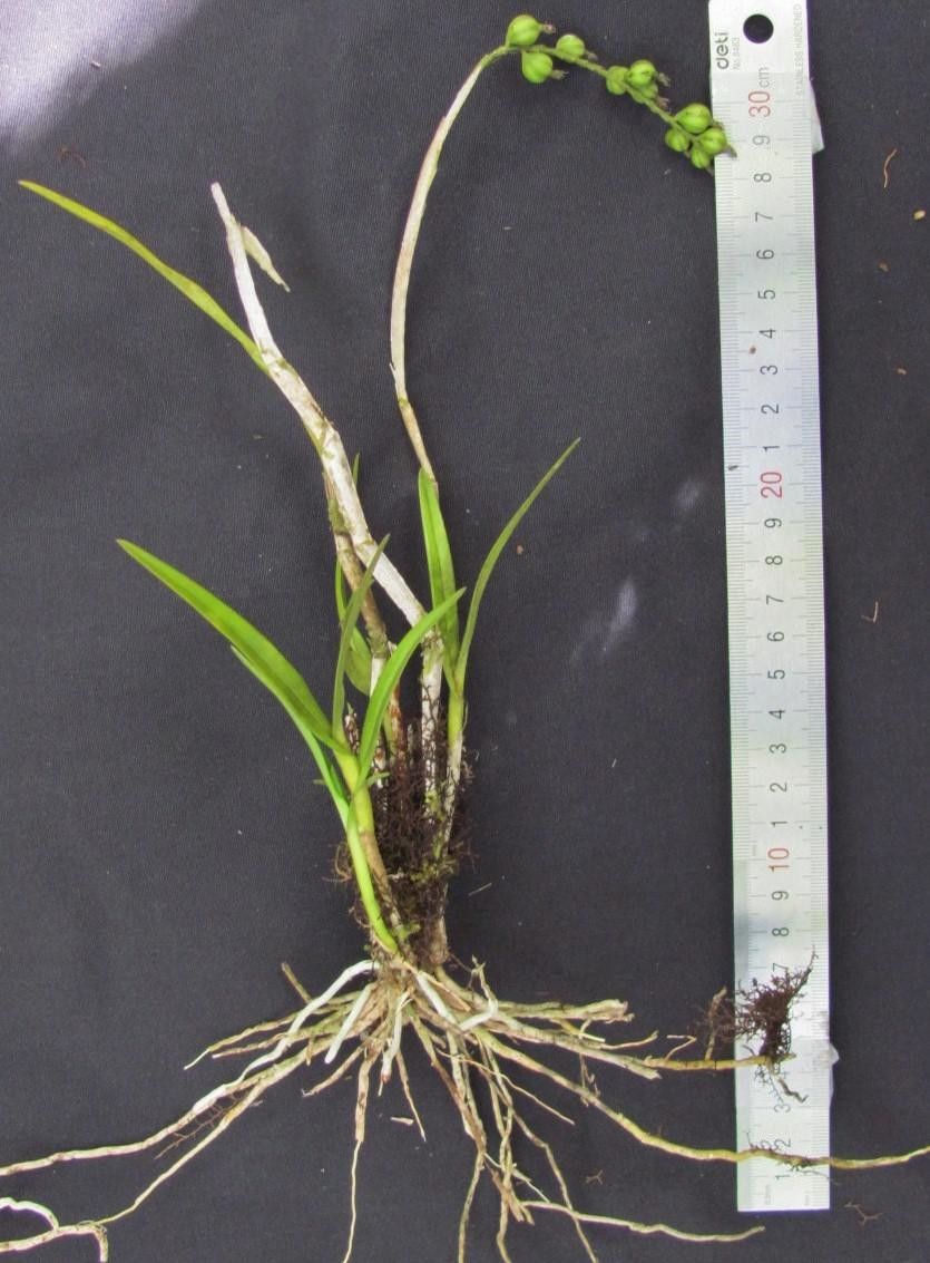 Epidendrum powellii other