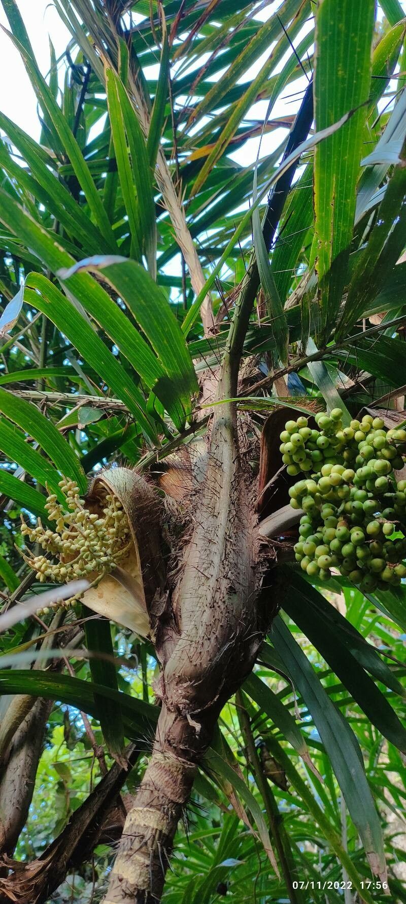 Bactris setosa flower