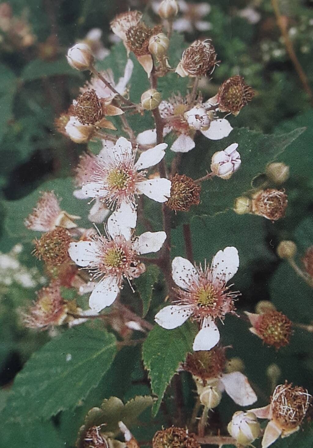 Rubus praestans — houseplant care guide