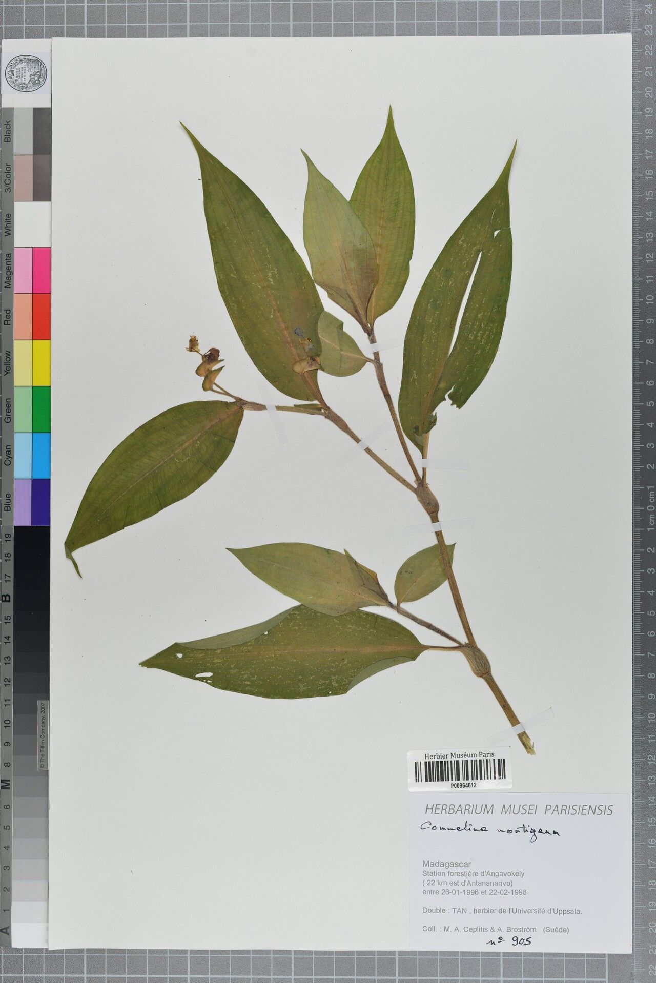 Commelina montigena — search result for 'Commelina'