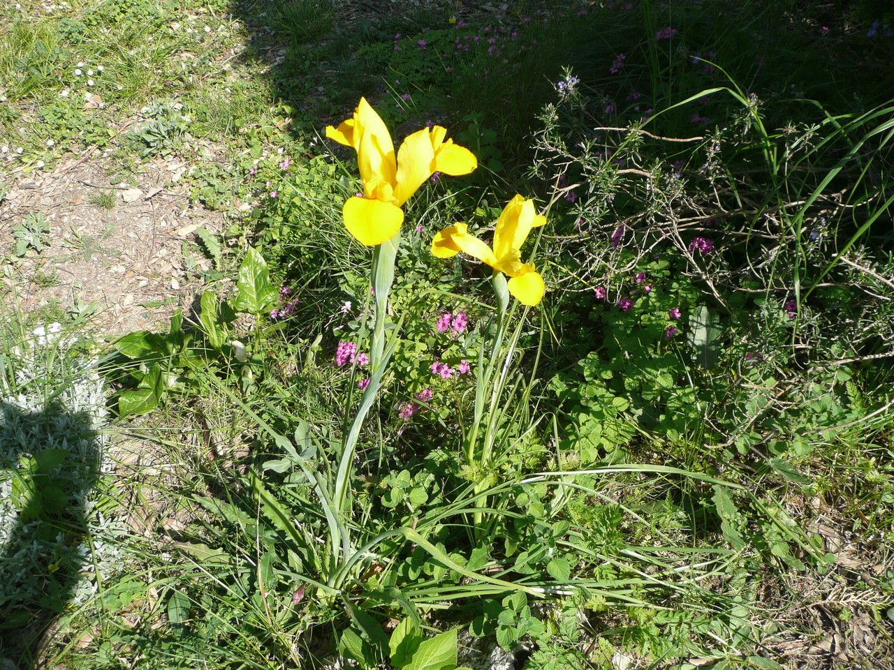 Iris x hollandica habit